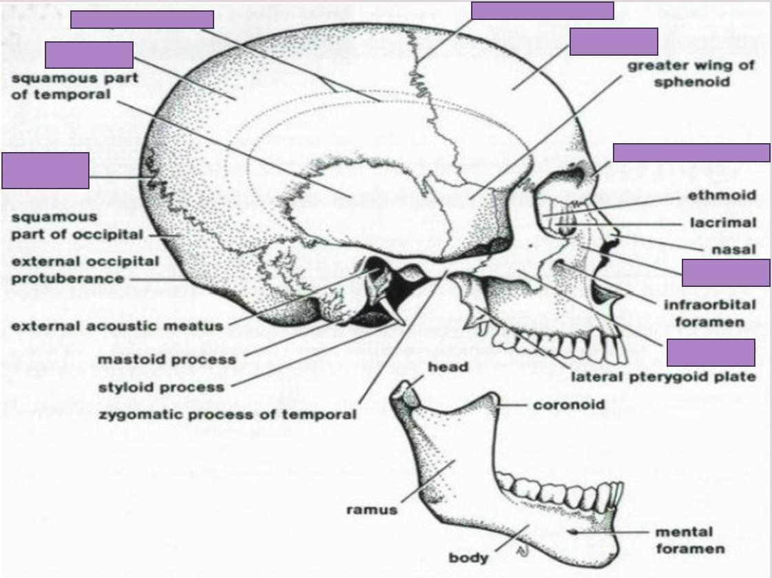 term image