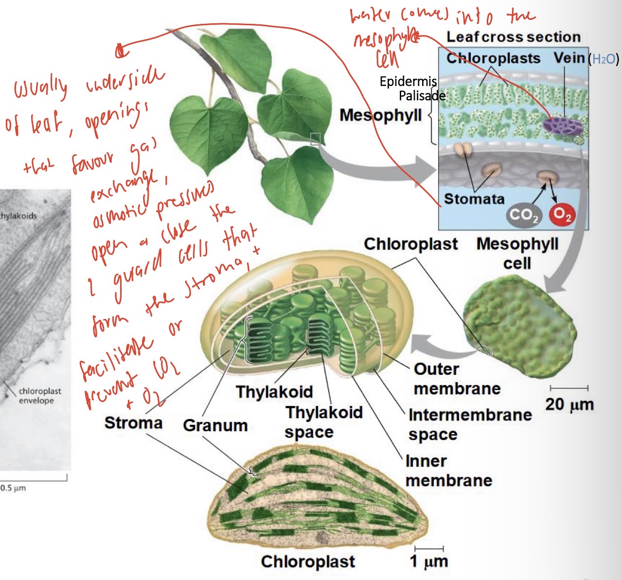 <p>Chlorophyll is located in the thylakoid membrane </p>