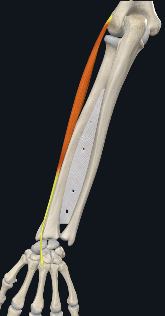 term image