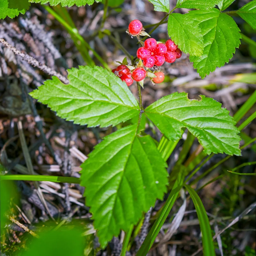 <p>Stenbär   (Rosaceae)(KÄNN IGEN PÅ BLAD) (Mjuka taggar på sina gröna stammar)</p>