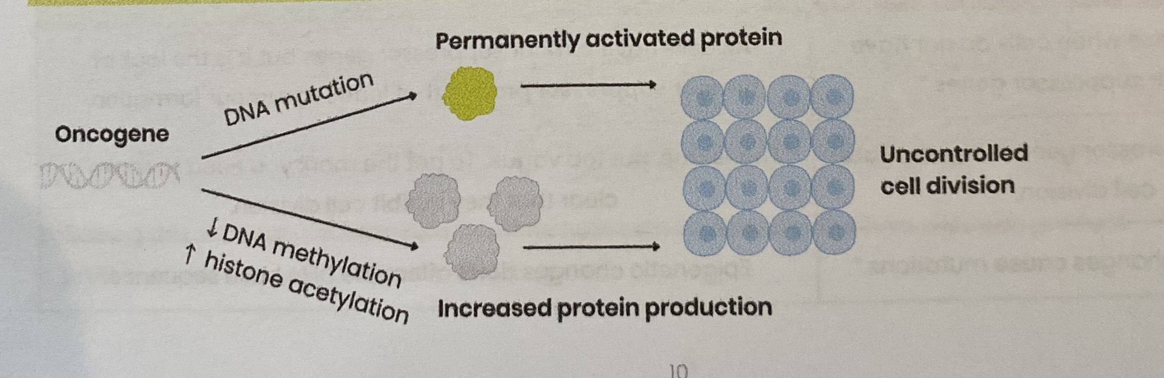 <p>An <strong>oncogene</strong> is a mutated/ abnormally expressed form of the corresponding proto-oncogene</p><ul><li><p><strong>Mutation</strong> in <strong>DNA</strong> base sequence→ <strong>overproduction</strong> of <strong>protein</strong> OR <strong>permanently activated</strong> protein</p><ul><li><p>By leading to change in <strong>amino acid sequence</strong> which changes protein <strong>tertiary structure</strong></p></li></ul></li><li><p><strong>Decreased DNA methylation</strong> OR <strong>increased histone acetylation</strong>→ <strong>increases production</strong> of protein</p><ul><li><p>By stimulating binding of <strong>RNA polymerase</strong> to promotor region, <strong>stimulating transcription</strong></p></li></ul></li><li><p>Both lead to <strong>uncontrolled cell division</strong> (cell division is permanently stimulated)</p></li></ul><p></p>