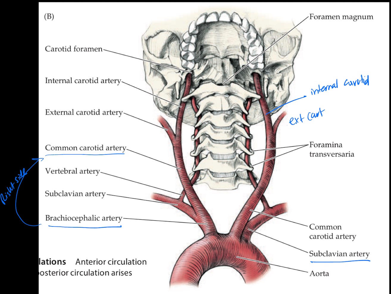 knowt flashcard image