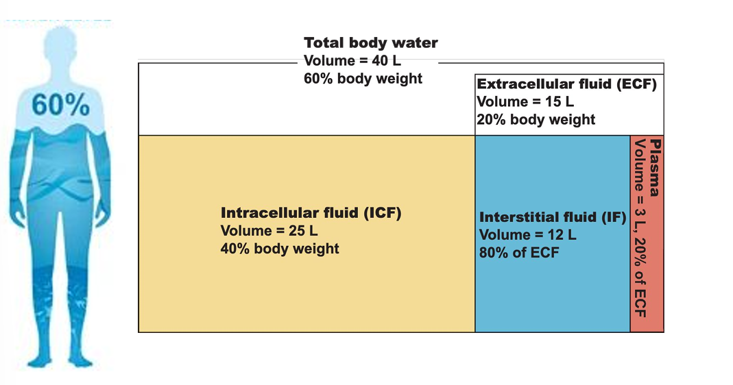 <ul><li><p>3 L (≈20% of ECF)</p></li></ul><p></p>