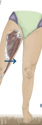 <p>Hip ADduction</p>