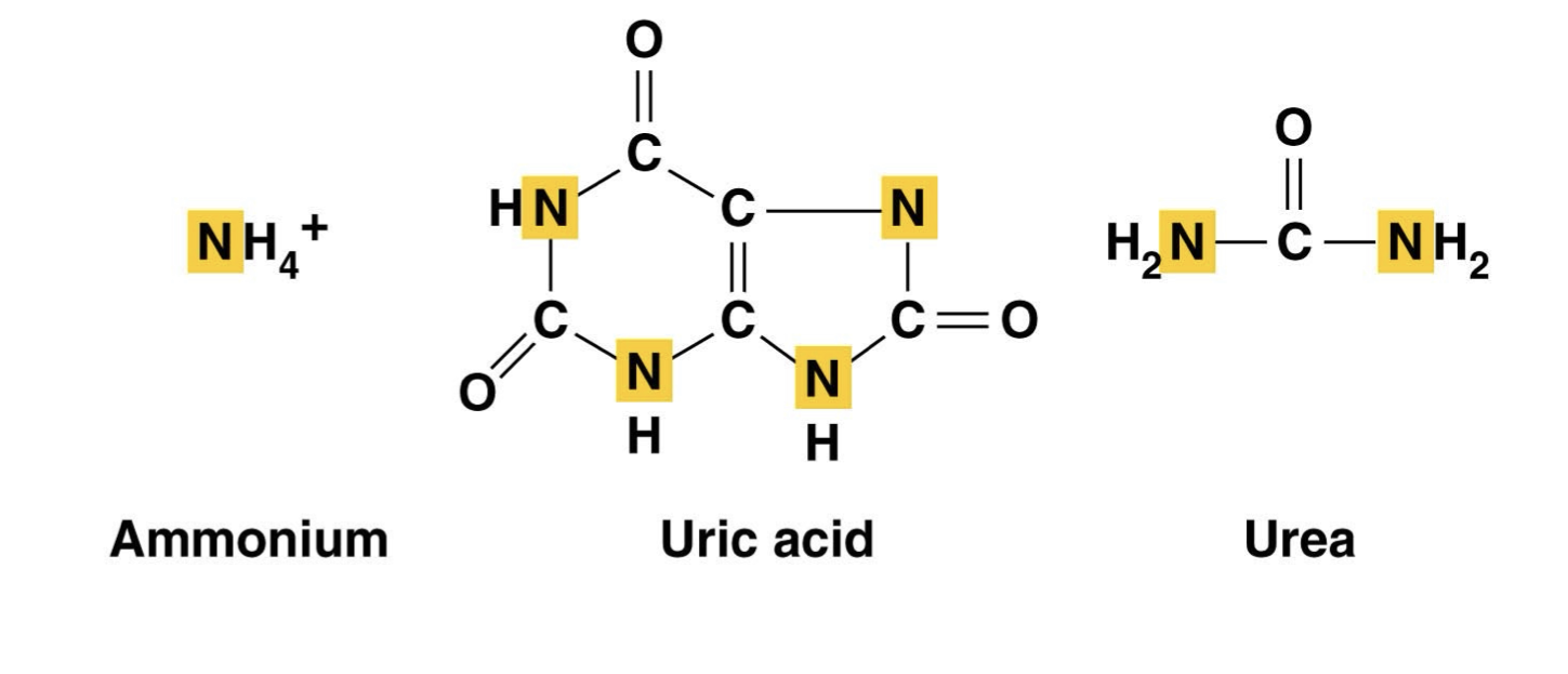 <p>Ammonia is a byproduct produced from the breakdown of amino acids, because they obviously have amine chains.</p><p>Ammonia is toxic and must be excreted</p><p>It can be excreted in three forms: the unprocessed ammonia, uric acid, and urea, depending on the organism.</p>