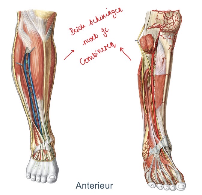 <p><span>Arteria tibialis </span><strong><em><span>anterior</span></em></strong><span> zal na het duiken door het membrana interossea, van posterieur naar anterieur, verder doorlopen en deze zal uiteindelijk verder lopen aan het dorsum van de voet.</span></p><p><span>A tibialis anterior loopt op het dorsum van de voet verder als </span><strong><em><span>A. DORSALIS PEDIS.</span></em></strong></p><p><span>Ze loopt tussen de spieren die in het anterieure compartiment van de voet lopen.</span></p><p></p><p><span>Rondom de a tibialis anterior liggen de venen (gepaard veneus systeem).</span></p><p><span>Het arteriële bloedvat wordt dus omgeven door een gepaard veneus systeem.</span></p><p></p><p><span>Dus: a. Tibialis anterior loopt vanaf de enkel aan het dorsum van de voet en wordt daar de a. Dorsalis pedis genoemd.</span></p>