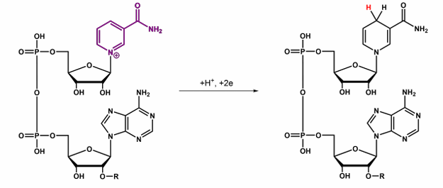<p>Give the abbbreviation and name for this, what does it do?</p>