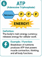 <p>The main form of usable energy for cells.<br>Example: Cells use oxygen and nutrients to help make ATP.</p>