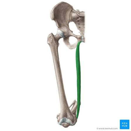 <p>Gracilis</p>