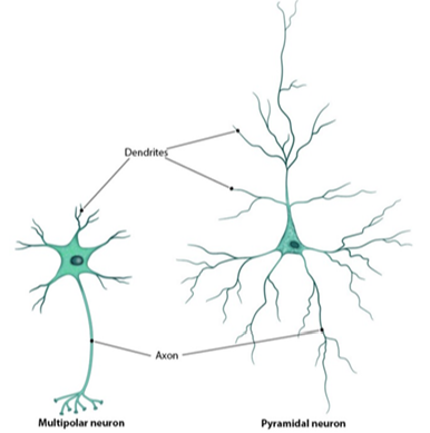 <p>common CNS neuron with single axon, short dendrites</p>