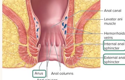<p>the opening that feces exits</p><p>regulated by internal anal sphincter and external anal sphincter</p>