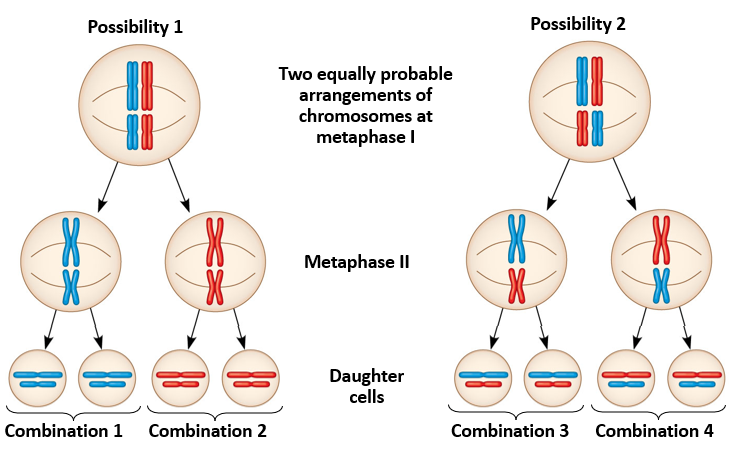 <p>Each of these arrangements are equally likely b/c the process is random. </p>