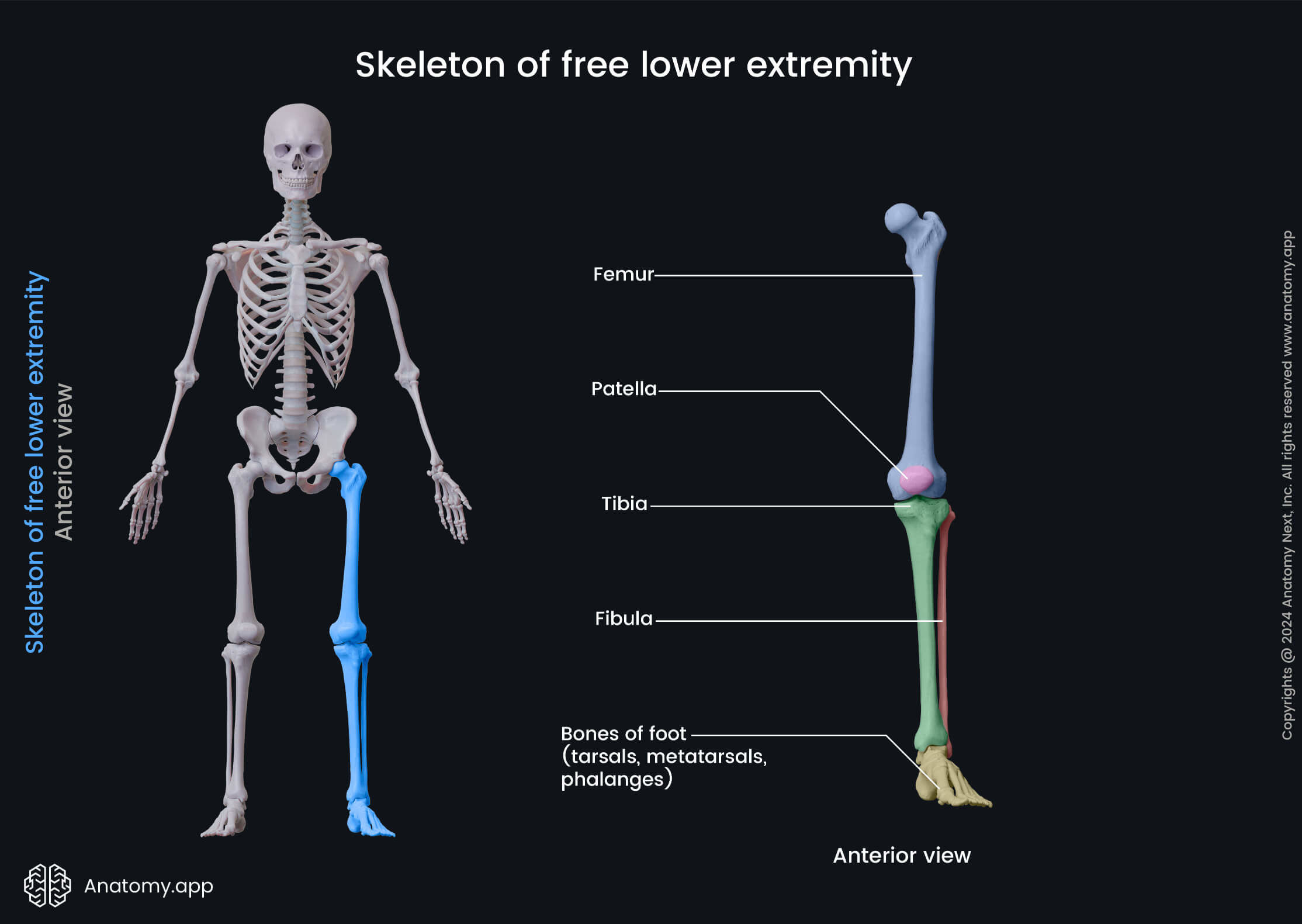 <p>What is the Lower-Extrm</p>