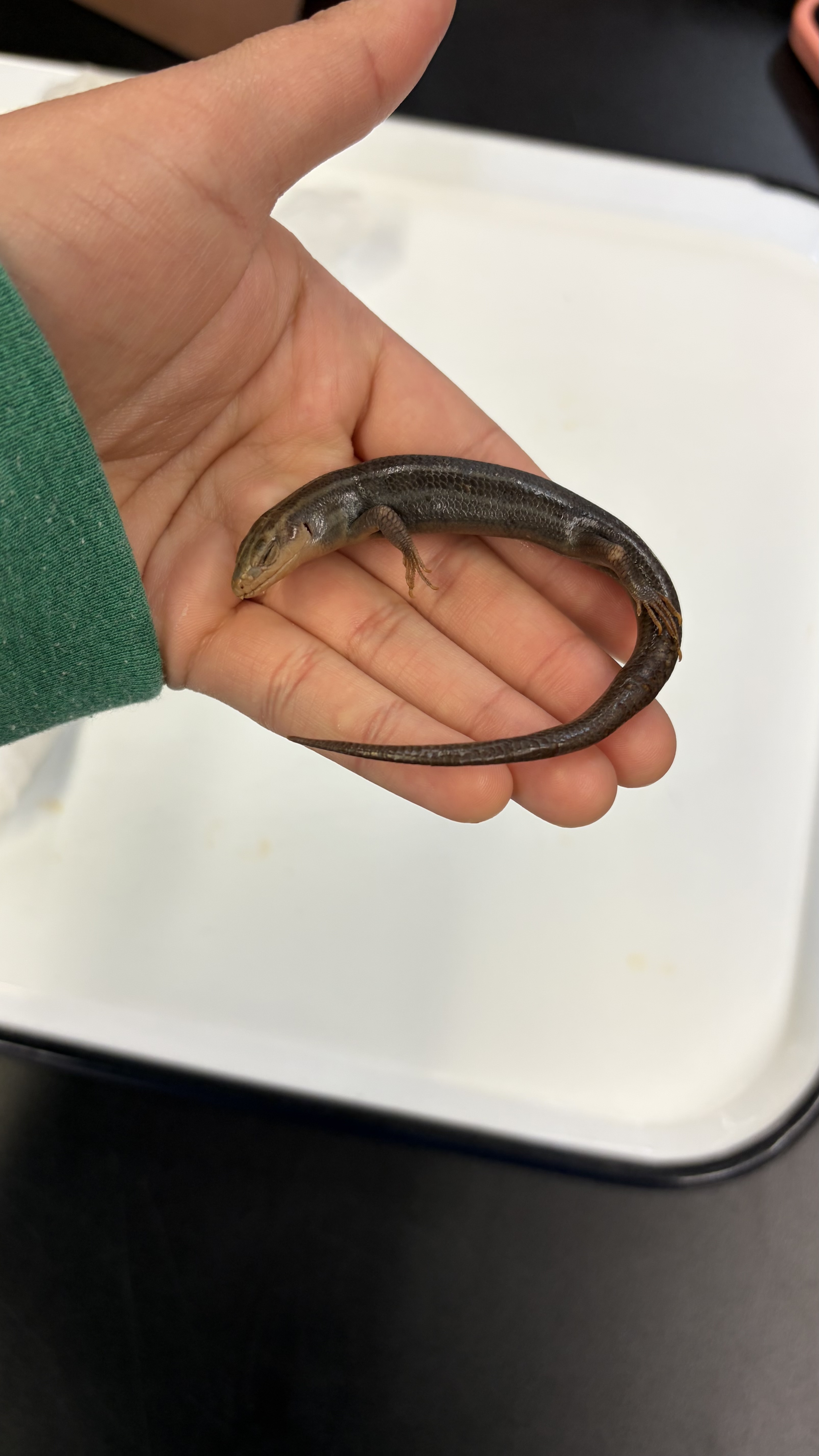 <ul><li><p>5 Lined Scink </p></li><li><p>5 lines going down the back that reach the tail</p></li></ul><p></p>