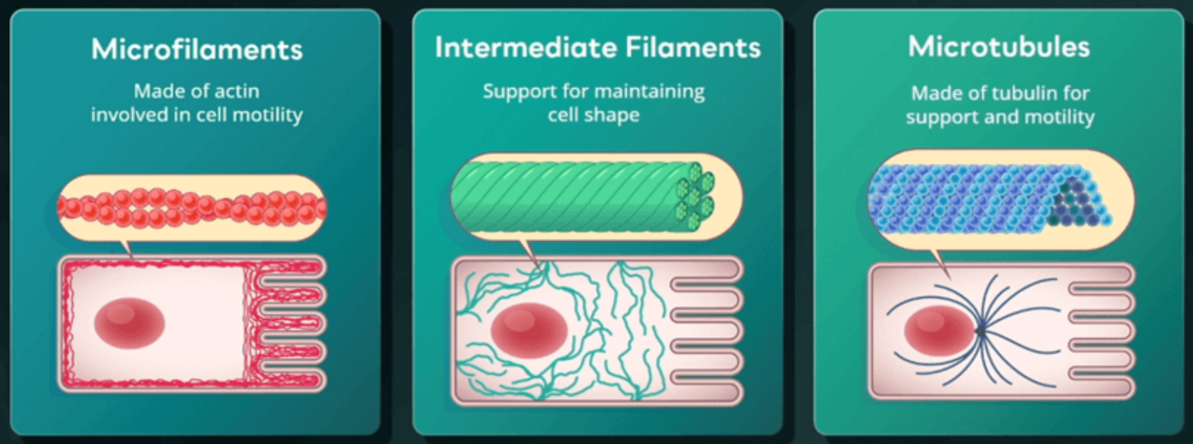 <ol><li><p>microfilaments: made of actin involved in cell motility; smallest diameter</p></li><li><p>intermediate filaments: support for maintaining cell shape; composed of keratin</p></li><li><p>microtubules: made of tubulin for support and motility; largest diameter</p></li></ol><p></p>