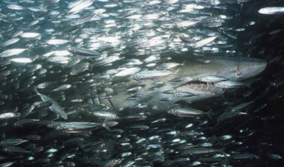 <p>shark gets disguise, bait gets protection (too small for the shark to eat)</p>
