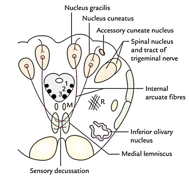 <p>Located dorsolateral to cuneatus nucleus</p><p> →  contains 2nd order neurons of proprioceptive pathways</p><p> → sends fibers to cerebellum (cuneo-cerebellar tract)</p>