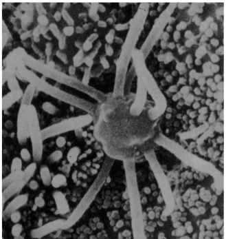 <p>-8-20 non-motile cilia </p><p>-cilia contain receptors</p><p>-other end has unmyelinated axon</p>