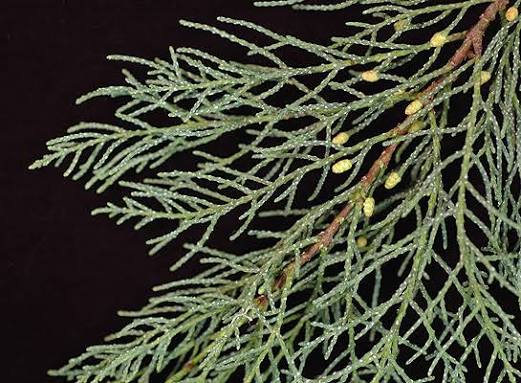 <p><span>Bakers cypress: round cones, resin blisters on leaves </span></p>