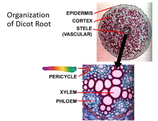 <p>What is this part of the dicot root</p>