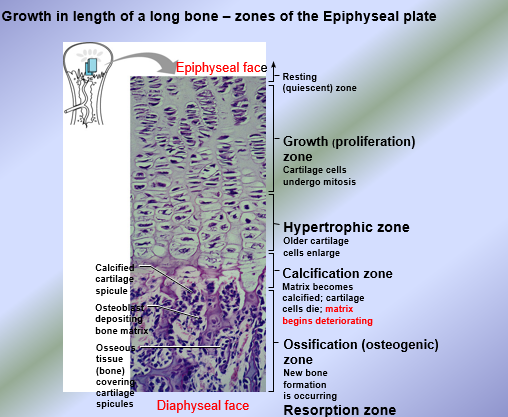 <ul><li><p>Development of the body skeleton from the embryonic skeleton</p><ul><li><p>Prenatal Ossification (bone development) → occurs before birth</p><ul><li><p>Intramembranous Ossification → develops from fibrous CT membrane (derived directly from mesenchyme) an results in the formation of MEMBRANE BONES = cranial bones and clavicles</p><ul><li><p>Most membrane bones are flat bones; clavicles are long bones</p></li></ul></li><li><p>Endochondral Ossification → derived from hyaline cartilage produced by chondroblasts; chondroblasts are derived from the mesenchyme</p><ul><li><p>Known as endochondral or cartilage bones = all bones in the body except cranial bones and clavicles</p></li><li><p>Hyaline cartilage = ossified bone</p></li><li><p>After endochondral ossification, hyaline cartilage persists in two areas in long bones</p><ul><li><p>Articular cartilage = capping the ends of the epiphyses of long bones</p></li><li><p>Epiphyseal plates = at junctions of the epiphyses and diaphysis of a long bone (epiphyseal-diaphyseal junctions = metaphyses)</p></li></ul></li></ul></li></ul></li><li><p>Postnatal Ossification (Bone Growth) → occurs after birth</p><ul><li><p>Longitudinal bone growth = linear bone growth increases the length of bones = height</p><ul><li><p>Involves epiphyseal plates</p></li><li><p>New hyaline cartilage is added on the epiphyseal faces of the epiphyseal plates</p></li><li><p>New bone tissue is added on the diaphyseal faces of the epiphyseal plates</p></li><li><p>Results in lengthening of diaphysis of the long bone = lengthening of bone</p></li><li><p>Amount of new hyaline cartilage added on epiphyseal face = amount of bone tissue formed on diaphyseal face (width/thickness of epiphyseal plate doesn’t change)</p></li></ul></li><li><p>Appositional bone growth = increases the width/diameter of bones</p><ul><li><p>All bones widen and increase in diameter/thickness via appositional bone growth</p></li><li><p>Sequence of Events:</p><ul><li><p>Osteoblasts in osteogenic layer of periosteum secrete new bone tissue onto the external surface of the bone</p></li><li><p>Osteoclasts in the endosteum slightly reabsorb bone tissue in the internal surface of the bone</p></li><li><p>Overall: More new bone is added to the external surface and old bone tissue is slightly resorbed from the internal surface resulting in a thicker, but lighter bone</p></li></ul></li></ul></li></ul></li></ul></li></ul><p></p>