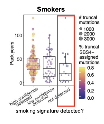 <ul><li><p>7-8% of smokers with a long smoking history have no smoking mutations (SBS4) detected</p></li><li><p>smoker lung cancers (w/o smoking signature) are similar to never smoker lung cancers (the next figure)</p><ul><li><p>question: how are these cancers (few mutations + EGFRm) initiated</p></li></ul></li></ul><p></p>