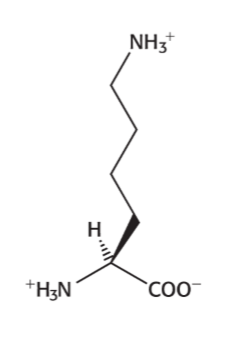 <p>positively charged at physical pH</p>