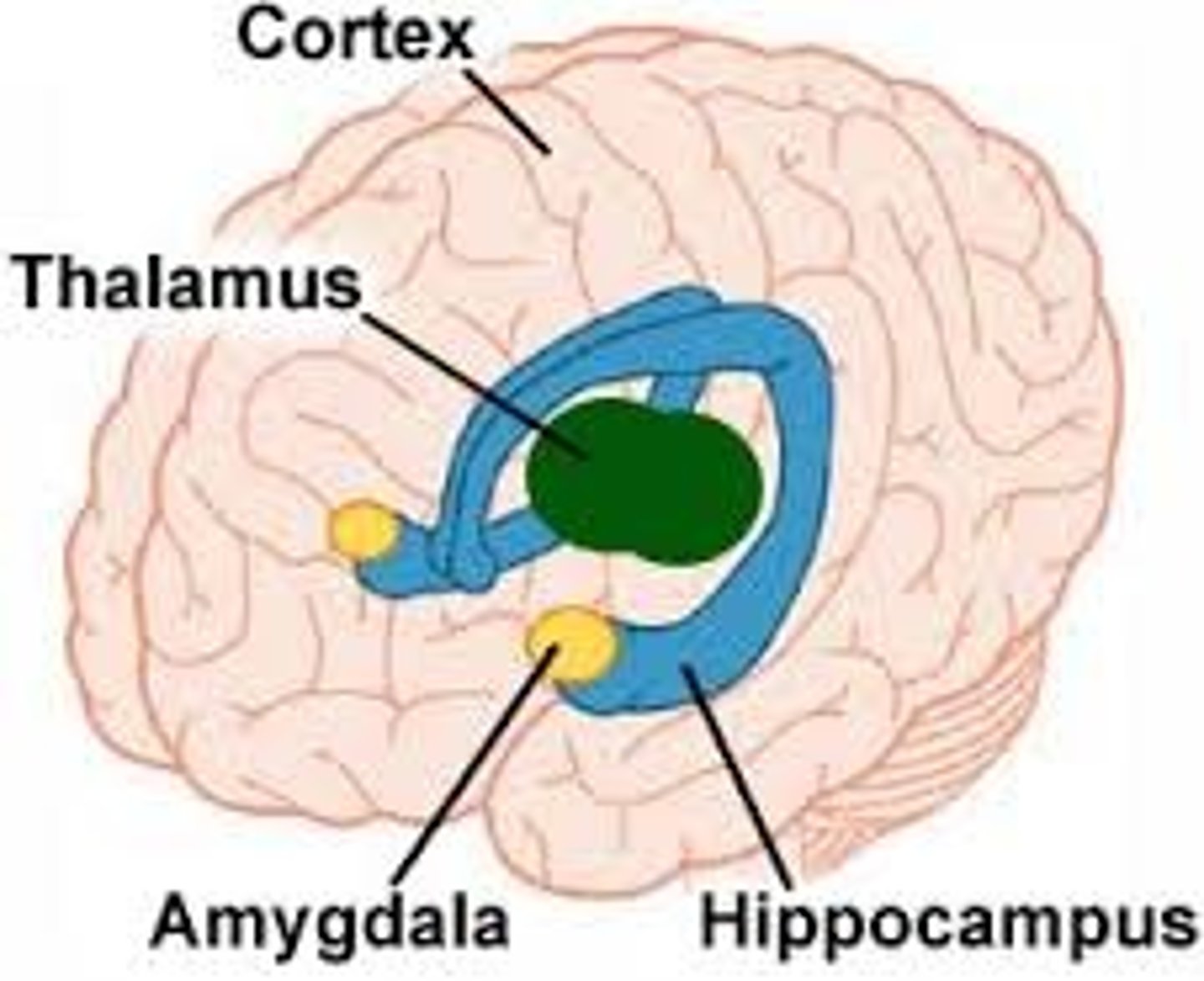 <p>memory and emotion, particularly fear and aggression.</p>