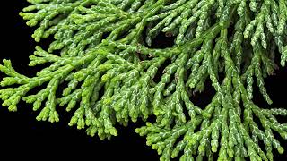 <p>Also known as hinoki falsecypress; features gumdrop-shaped cones, rounded branch tips, and fan-shaped branches.</p>