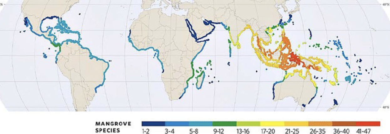 <p>tropical and subtropical coastal areas </p><p>grow in intertidal zones along sheltered shores, estuaries, and lagoons</p>