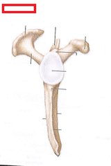 <p>acromial process/acromion - participates in ac joint</p><p>coracoid process - lig and muscle attachment</p><p>glenoid fossa</p><p>supragenoid & infraglenoid tubercle - muscle attachment sites</p>