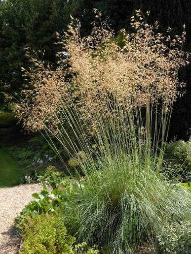 <p><span><em>Stipa</em> <em>gigantea</em> height</span></p>
