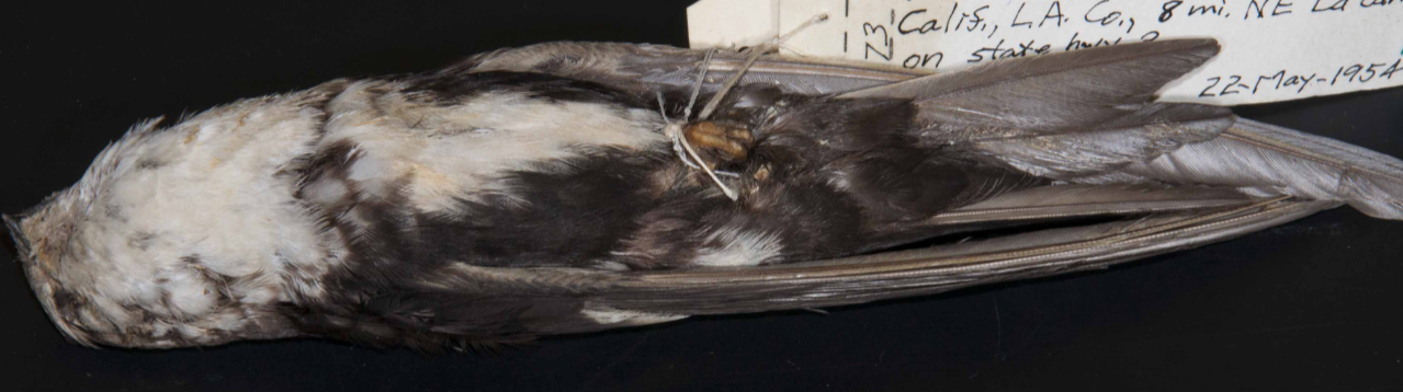 <p>White-throated Swift</p>