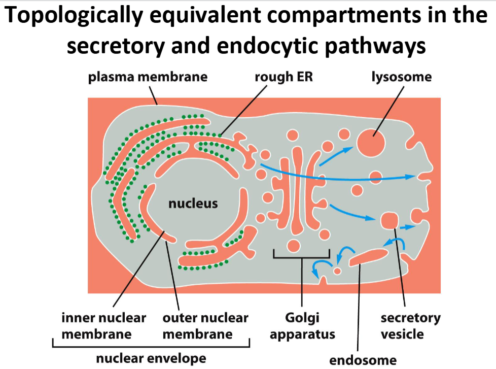 <ul><li><p>Topology equivalent compartments = compartments where molecules can move b/w them w/o having to cross a physical membrane</p></li><li><p>“Equivalent” Compartments = nuclear envelope, lumens of ER, Golgi apparatus, endosomes, lysosomes, and peroxisomes</p><ul><li><p>Form <strong>endomembrane system</strong> = collection of interrelated membranes &amp; organelles that work together to synthesize, modify, package, and transport proteins &amp; lipids</p></li></ul></li><li><p><strong>Vesicular transport </strong>= allows proteins to move between “topologically equivalent” compartments</p></li><li><p>Secretory vesicle fuses w/ plasma membrane → vesicle’s interior = cell’s exterior</p></li></ul><p></p>