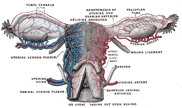 <p><span>Uterine veins form the uterovaginal venous plexus, which drains into the internal iliac vein</span></p>