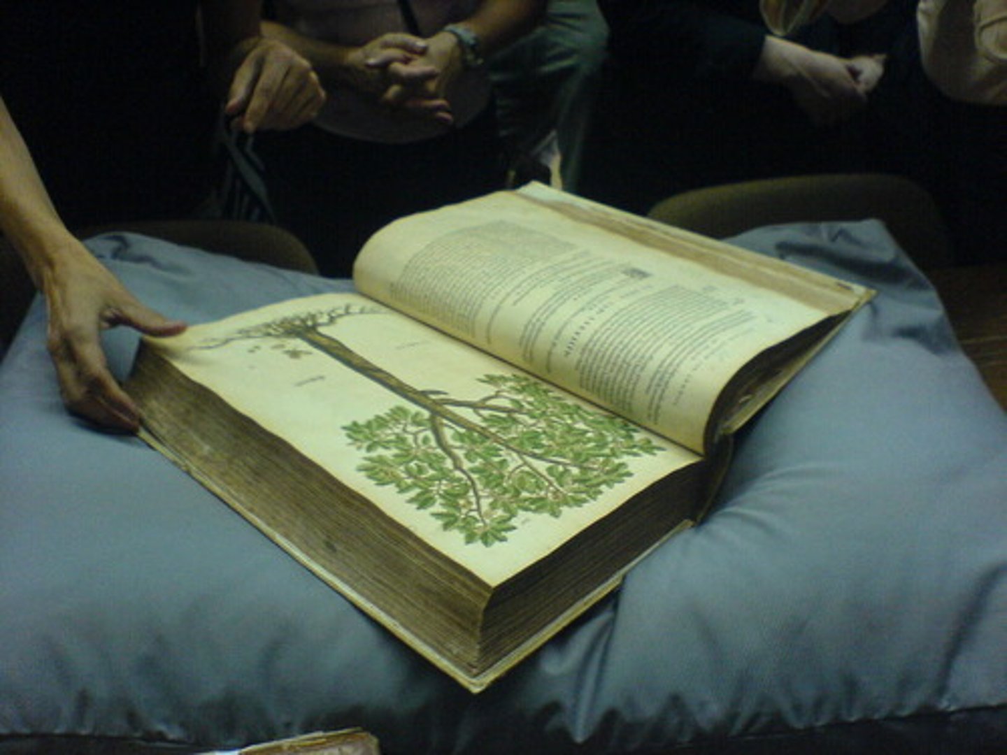 <p>thực vật học</p><p>ex: Integrating ... into school curricula is vital to combat plant blindness and foster ecological stewardship from an early age.</p>