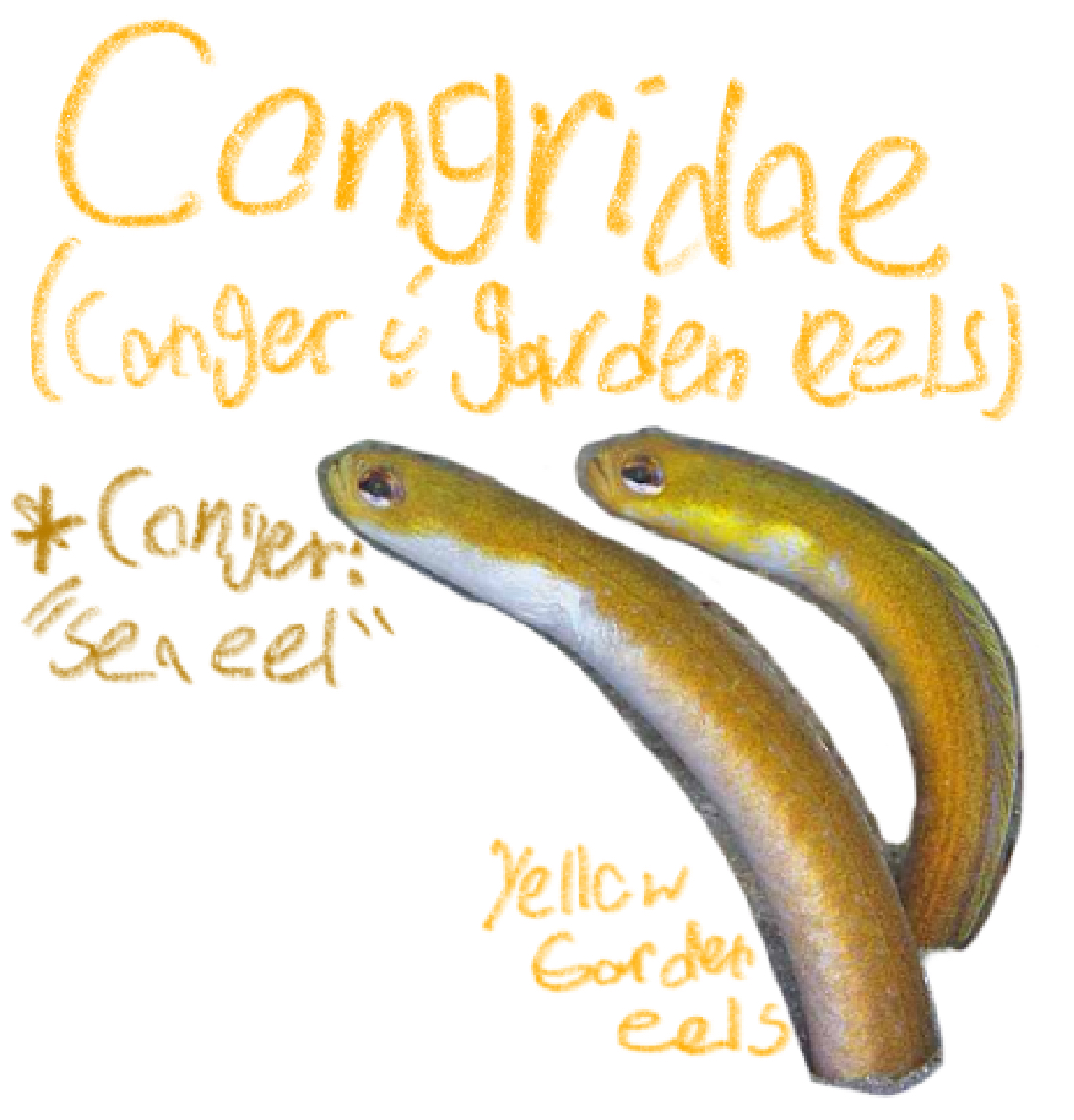 <p>Conger &amp; Garden eels</p><p>(Conger: “Sea eel”</p><p>Can also think of them as ‘congregating’ since the garden eels are pretty close together)</p><p>Includes: Yellow garden eel</p><p>*Found in Yawkey</p>