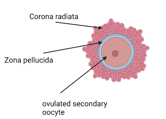 <p>From inside to outside:</p><ol><li><p><strong>Secondary oocyte</strong></p></li><li><p><strong>Zona pellucida </strong>(follicle develops, forming into a thick protective barrier around the oocyte)</p></li><li><p><strong>Corona radiata </strong>(carries the left over follicular cells protecting/nourishing the oocyte)</p></li></ol><p></p><p>These layers must be penetrated by sperm for fertilization.</p>