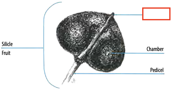 <ul><li><p><span><span>A wall-like partition of a locule of an ovary that divides the ovary into chambers called locules</span></span></p></li></ul><p></p>