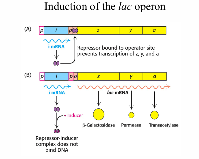 <p>A regulator gene, has is own promotor and reacts on signals</p><p>Control sites in the DNA, promoter (here binds RNA-polymerase to start the making of mRNA) and operator (on-off button: when there is no inducer and so repressor binds to operator, the RNA polymerase is blocked. If there is inducer, the repressor binds to this)</p><p>Structural genes that encode proteins: ( β-galactosidase (z), permease (y) en transacetylase (a)</p>