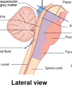 <p>Identify the tectum and tegmentum in this lateral view of the brainstem</p>