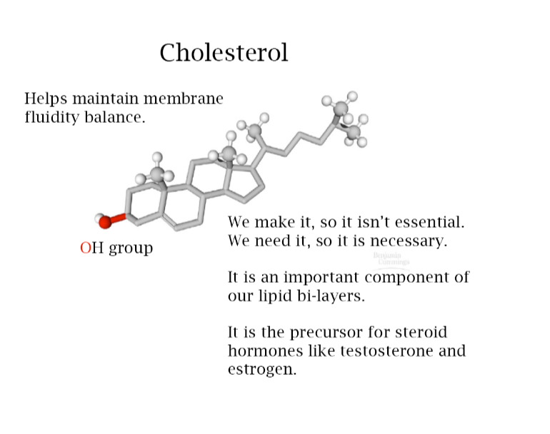 <ul><li><p>It maintains fluidity balance</p></li><li><p>It is an important component of our lipid bi-layers</p></li><li><p>It is a precursor for steroid hormones like testosterone and estrogen</p></li></ul><p></p>