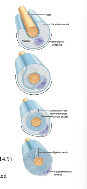<p>process of wrapping an axon with myelin, insulates axon and produces a faster nerve impulse</p>