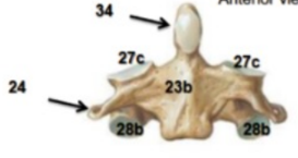 <p>34</p>