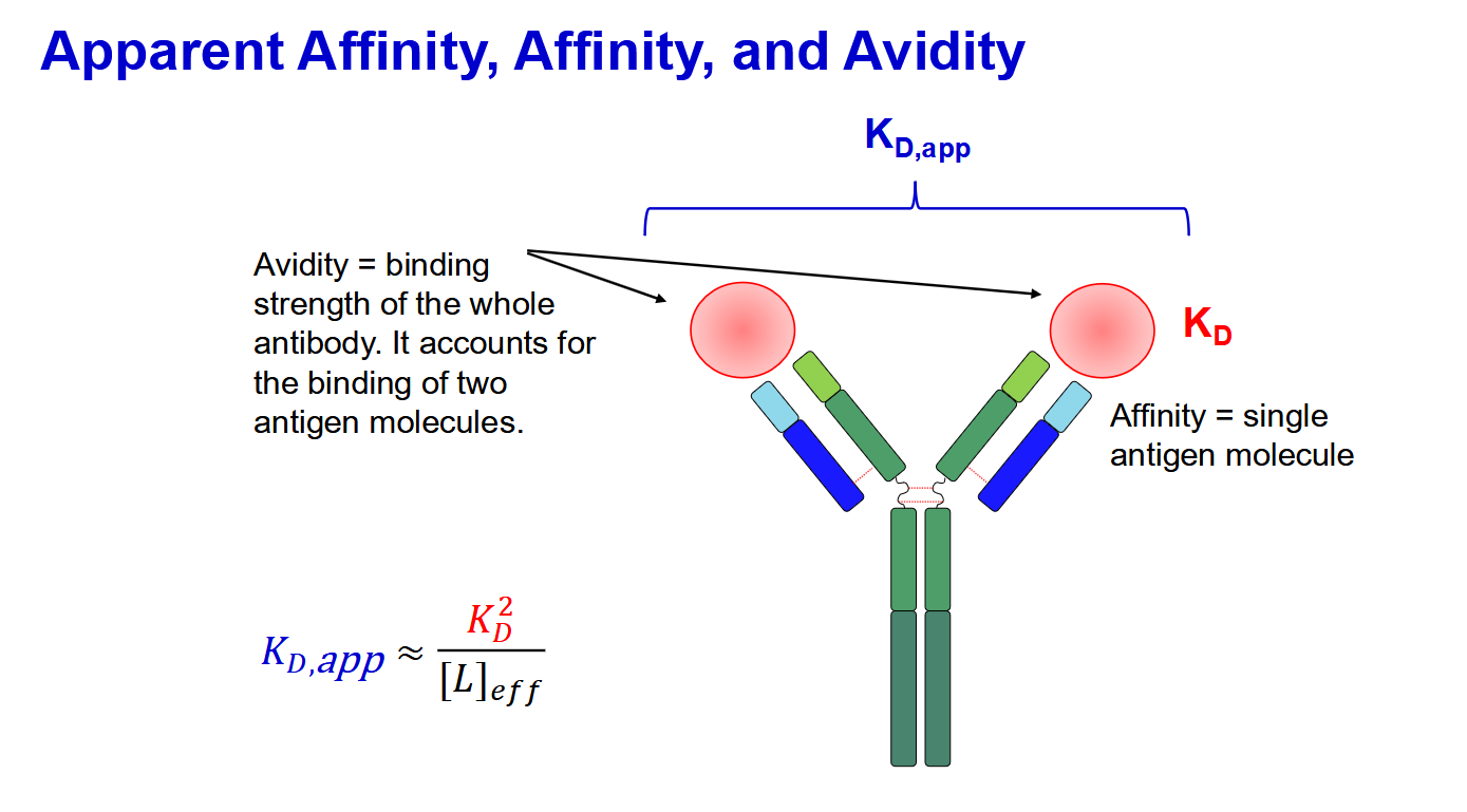 <p>Essentially need to note that antibodies have 2 binding sites</p>