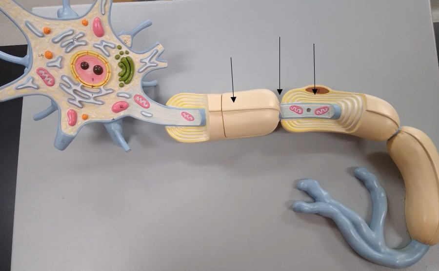 <p>What are the gaps in between the myelin sheaths?</p>