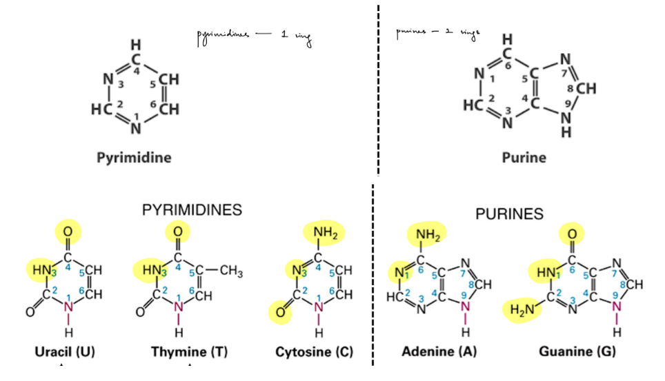 <p>purine - 2 rings</p><ul><li><p>A, G</p></li></ul><p>pyrimidine - 1 ring</p><ul><li><p>C, T, U</p></li></ul><p>__</p><p>C-G have 3 H bonds</p><p>A-T have 3 H bonds</p>