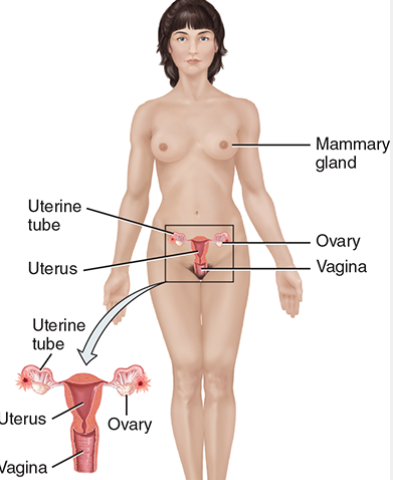 <p>Reproductive system </p>