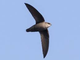 <p>Chimney Swift</p>