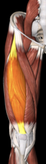 <p>origin: anterior inferior iliac spine (AIIS)</p><p>insertion: tibial tuberosity via patella ligament</p><p>action: hip flexion, knee flexion</p>